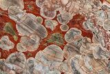 Polished Mushroom Jasper Section - Arizona #378033-1